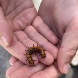 Dahlonega Butterfly Farm