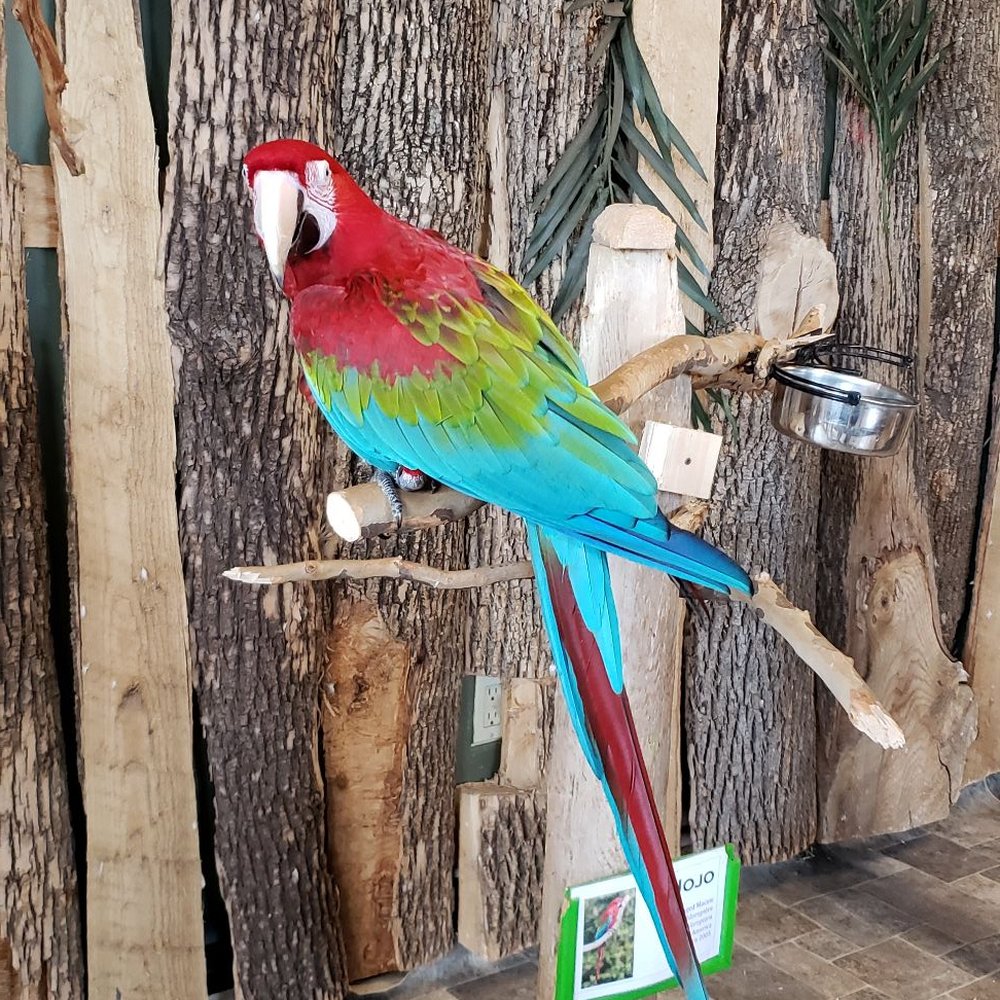 Bird Kingdom - Zoos Near Me - Niagara Falls, Ontario