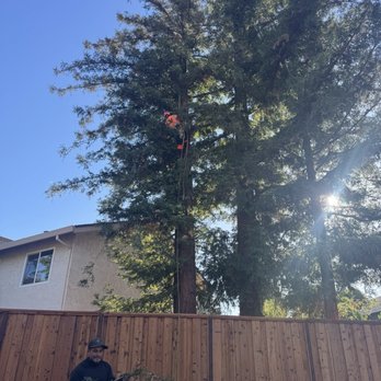 Califa Tree Care - Cutting back trees - Tree Services Near Me Califa Tree Care - Cutting back trees - Tree Services Near Me