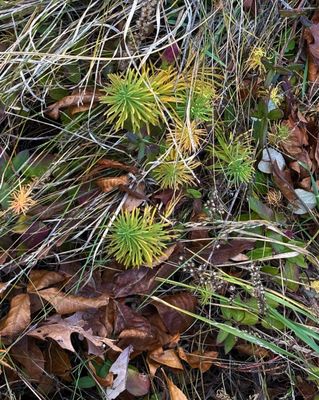 South Mountain Reservation by null