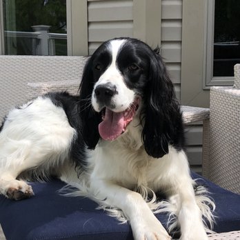 Mountain Run Kennel - Pet Boarding Near Me - Culpeper, Virginia Mountain Run Kennel - Pet Boarding Near Me - Culpeper, Virginia