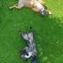 Photo of South Florida Pet Sitter