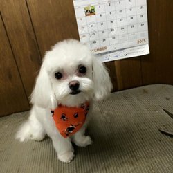 All Breed Grooming By Nancy - Dog Groomer