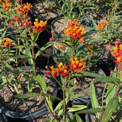 Monarcas Nursery