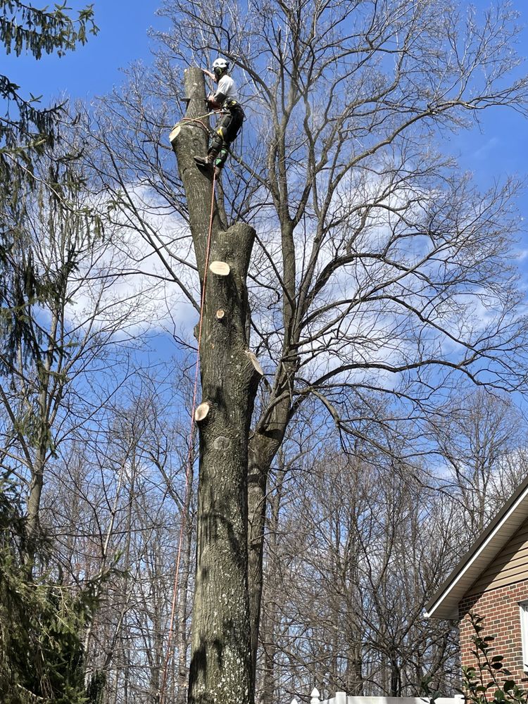 C A D Tree Service - veterans service organization in Dallastown, PA