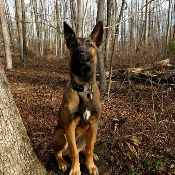 No Barking Back - Pet Training Near Me No Barking Back - Pet Training Near Me