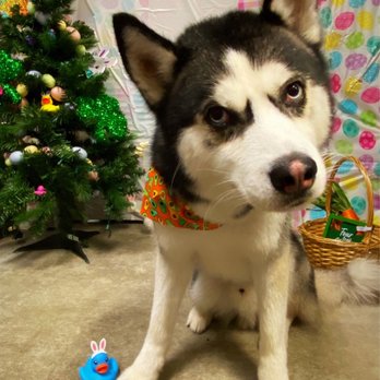 PetSmart - Pet Stores Near Me - Metairie, Louisiana PetSmart - Pet Stores Near Me - Metairie, Louisiana