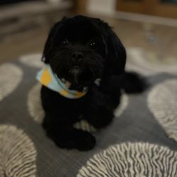 Paws In The City