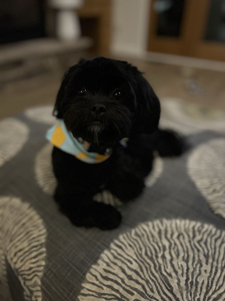 Paws In The City - pet boarding facility in Holland, MI