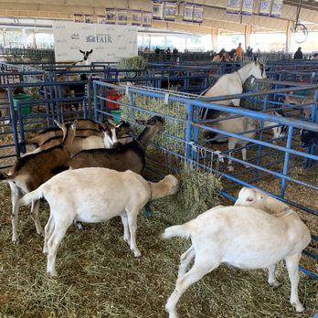 Alameda County Fair - Goats - Festivals Near Me - Pleasanton, California