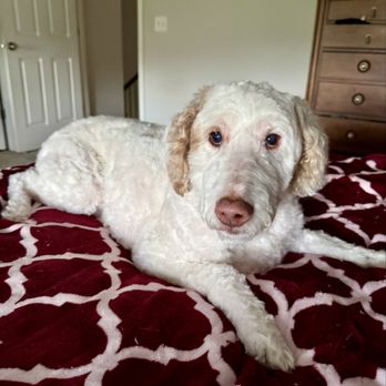 Zooming Paws - He still looks like a doodle, instead of a poodle. Love it! - Pet Groomers Near Me