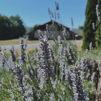 Snofalls Lavender - Farms Near Me - Fall City, Washington