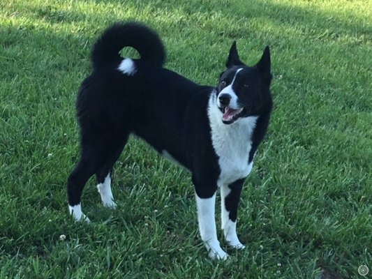 ann's karelian bear dogs