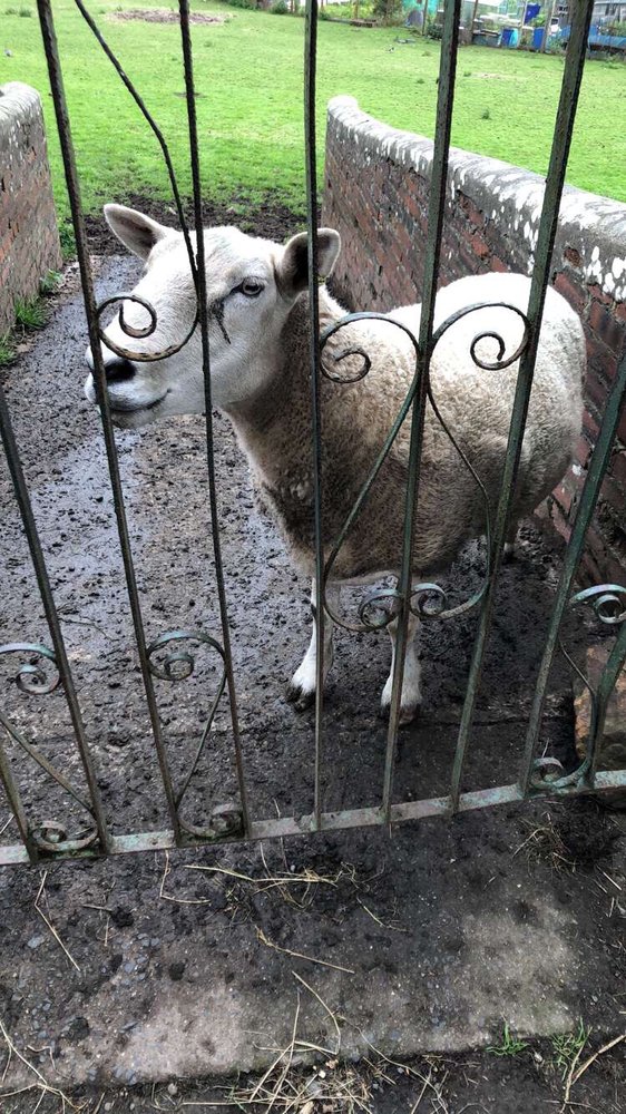 Lamont City Farm Project