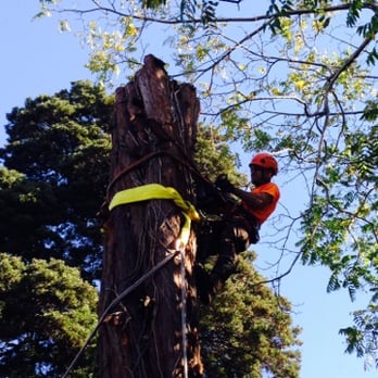 Sequoia Tree Service - Redwood (Sequoia sempervirens), central leader removal, infected with Botryosphaeria canker fungus.Ht:~80'-90',C:126'. - Tree Services Near Me - Oakland, California Sequoia Tree Service - Redwood (Sequoia sempervirens), central leader removal, infected with Botryosphaeria canker fungus.Ht:~80'-90',C:126'. - Tree Services Near Me - Oakland, California