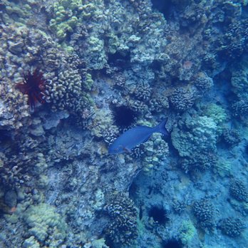 Maui Reef Adventures - Snorkeling Near Me - Ma'alaea, Hawaii Maui Reef Adventures - Snorkeling Near Me - Ma'alaea, Hawaii