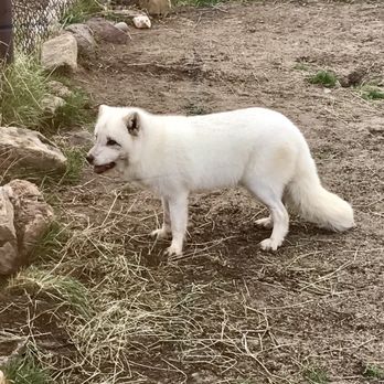 Animal Ark - Coda the arctic fox - Zoos Near Me - Reno, Nevada