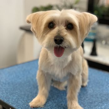 Untamed Pet - Pet Groomers Near Me Untamed Pet - Pet Groomers Near Me