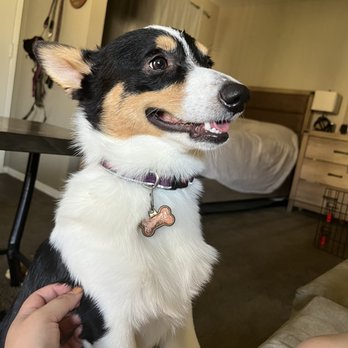 Bark Bath - Pet Groomers Near Me - Walnut, California