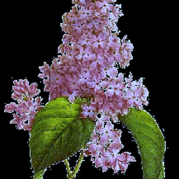 Lilac Healing Center - Evolve Gracefully - Acupuncture Near Me - Nashville, Tennessee Lilac Healing Center - Evolve Gracefully - Acupuncture Near Me - Nashville, Tennessee