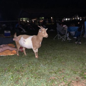 Spring Haven Farm - Goats walking around throughout the movie - Farms Near Me - Chapel Hill, North Carolina