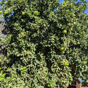 California Citrus State Historic Park - Parks Near Me - Riverside, California California Citrus State Historic Park - Parks Near Me - Riverside, California