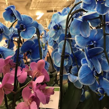 Publix - Orchid plants - Grocery Near Me - Davenport, Florida Publix - Orchid plants - Grocery Near Me - Davenport, Florida