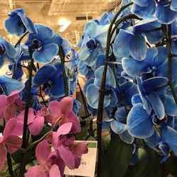 Publix - Orchid plants