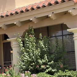 Lone Mountain Landscaping - Another example of lack of maintenance and trimming where shrub has grown almost to the corbals and covering front  window of the home.