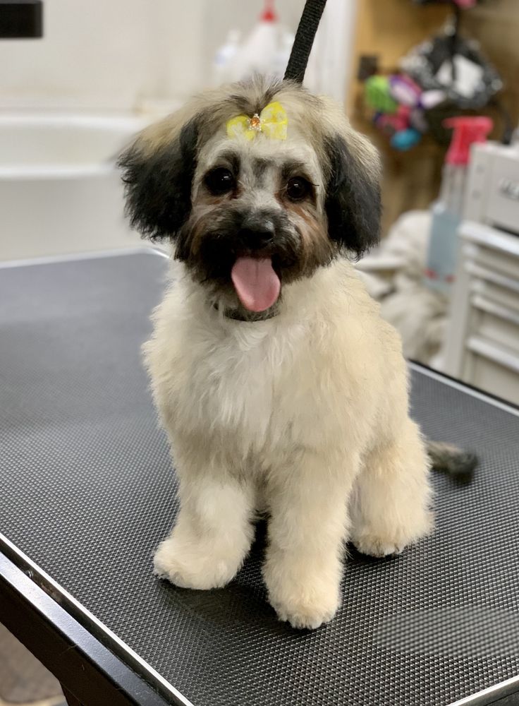 JESSIE’S PET GROOMING Updated September 2024 14 Photos 5742 State Rte 14A, Dundee, New