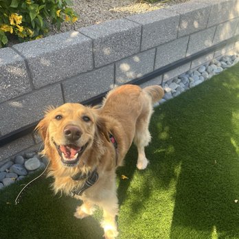 Rob's Dogs - Pet Training Near Me - Phoenix, Arizona
