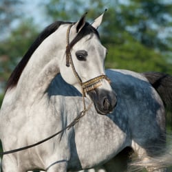 Lone Star Arabians - NItayas Jewel