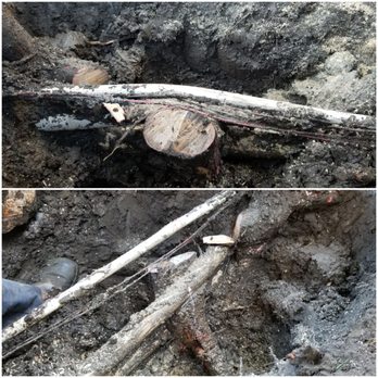 Advanced Landscape Management - a piece of tree that has been cut down - Landscaping Near Me - Visalia, California
