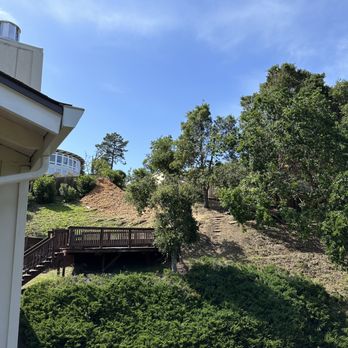 Quality Tree Care - After - Tree Services Near Me - Pleasant Hill, California Quality Tree Care - After - Tree Services Near Me - Pleasant Hill, California