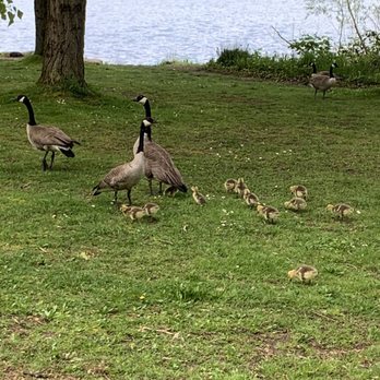 Green Lake Park - Geese - Parks Near Me - Seattle, Washington