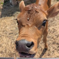 Hull-O Farms
