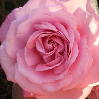 Parkview Nursery - Nurseries & Gardening Near Me - Riverside, California