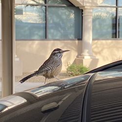 Northsight Park - After an hour of birding, this cactus wren and pal were sure curious about my car.