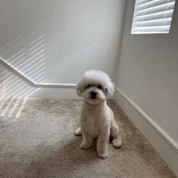 A+ Pet Grooming - Pet Groomers Near Me - West Covina, California A+ Pet Grooming - Pet Groomers Near Me - West Covina, California