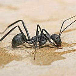 Oregon Pest Control - Carpenter Ant