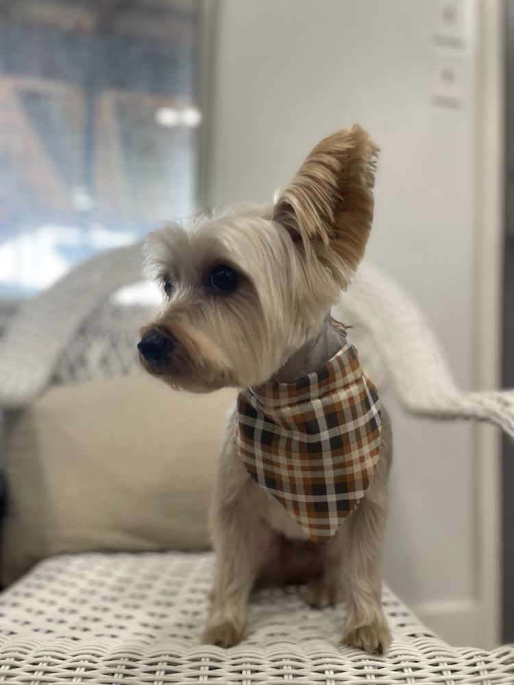 Poochie Doo's Grooming Salon Image