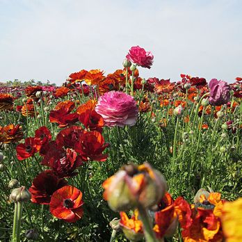 The Flower Fields - Venues & Event Spaces Near Me - Carlsbad, California The Flower Fields - Venues & Event Spaces Near Me - Carlsbad, California