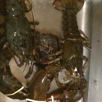 James Hook & Co - 4.5 pounders - Seafood Near Me - Boston, Massachusetts James Hook & Co - 4.5 pounders - Seafood Near Me - Boston, Massachusetts