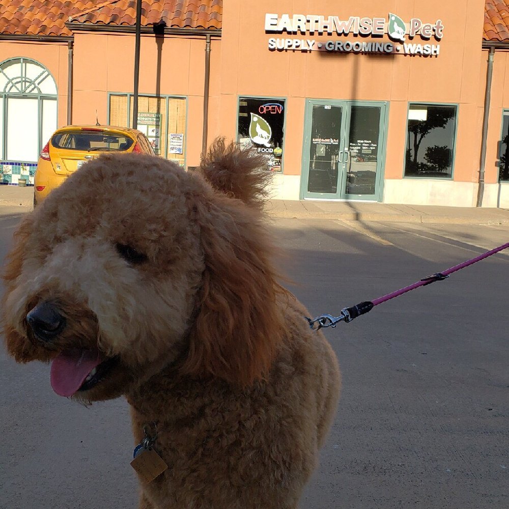 Her hair is all blown out and she was a very happy dog.