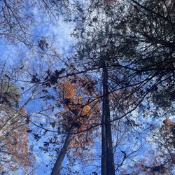 Koomer Ridge Campground - Tree