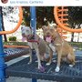 Photo of Aunt Lori Pet Training