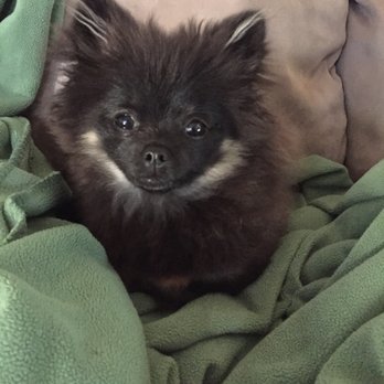 Nature's Pet - Bailey wants more treats! - Pet Stores Near Me - Salem, Oregon Nature's Pet - Bailey wants more treats! - Pet Stores Near Me - Salem, Oregon