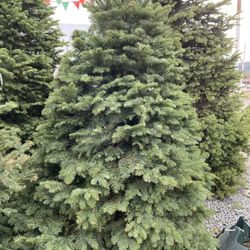 Bob's Christmas Trees