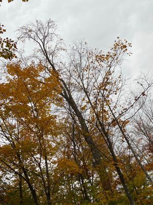 Tahquamenon Falls State Park by null