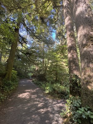 Oswald West State Park by null